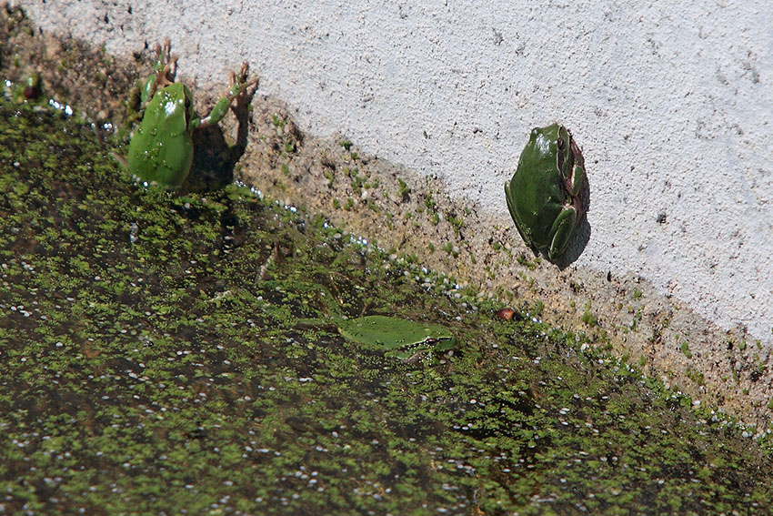 Hyla meridionalis - foto e canto